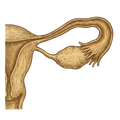 Bison Fallopian Tube