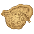 Bison Ovary