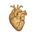 Bison Heart