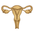 Bison Uterus